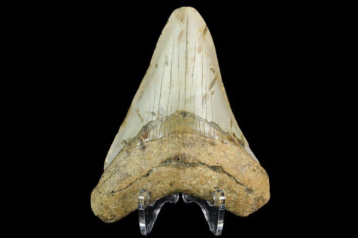 Bargain, Fossil Megalodon Tooth - North Carolina #124395